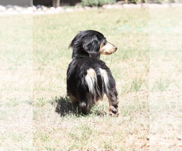Medium Photo #3 Dachshund Puppy For Sale in Fruitland, SC, USA