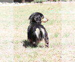 Small #2 Dachshund