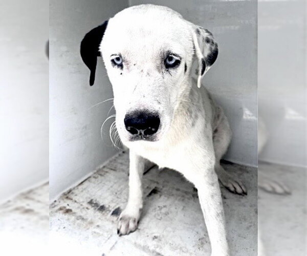 Medium Photo #1 Staffordshire Bull Terrier-Unknown Mix Puppy For Sale in Houston, TX, USA