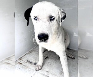 Staffordshire Bull Terrier-Unknown Mix Dogs for adoption in Houston, TX, USA