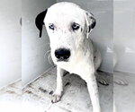 Small Staffordshire Bull Terrier Mix