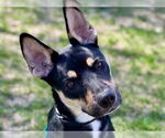Small #5 German Shepherd Dog-Huskies  Mix