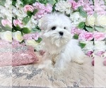 Small Photo #71 Maltese Puppy For Sale in HAYWARD, CA, USA