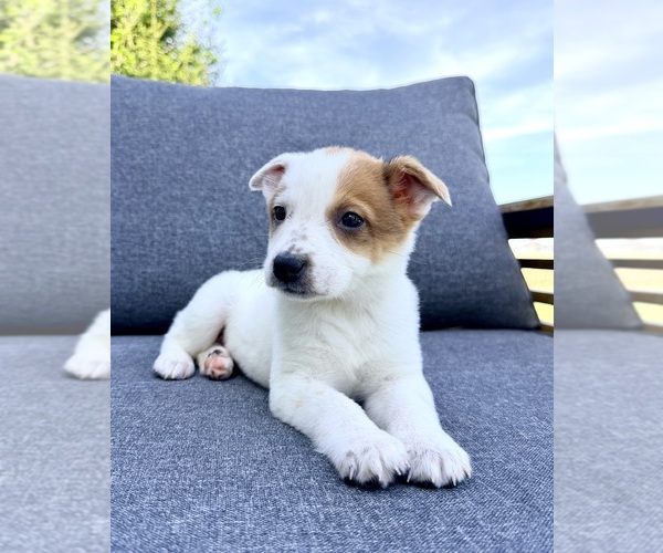 Medium Photo #6 Australian Cattle Dog Puppy For Sale in GREENFIELD, IN, USA