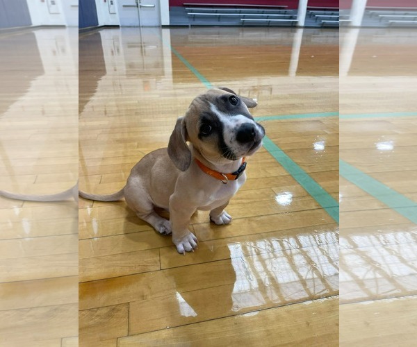 Medium Photo #8 Mutt Puppy For Sale in Derwood, MD, USA