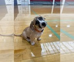 Small #7 Mutt