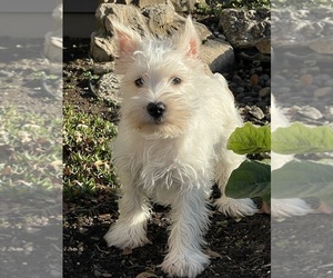 West Highland White Terrier Puppy for sale in CANOGA, NY, USA