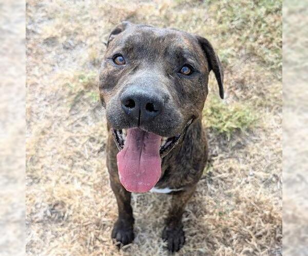 Medium Photo #2 American Pit Bull Terrier Puppy For Sale in Houston, TX, USA