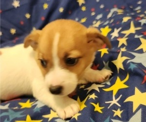 Jack Russell Terrier Puppy for sale in SILER CITY, NC, USA
