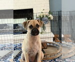 Small #1 Pug Mix