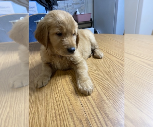 Medium Photo #22 Golden Retriever Puppy For Sale in BRANDON, FL, USA