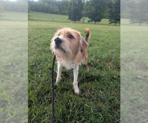 Mutt Dogs for adoption in Forestville, MD, USA