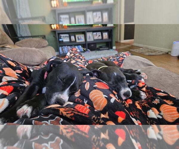 Medium Photo #6 American Pit Bull Terrier-Unknown Mix Puppy For Sale in Aurora, IN, USA