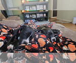 Small #5 American Pit Bull Terrier Mix