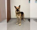 Small Photo #2 German Shepherd Dog Puppy For Sale in Rancho Cucamonga, CA, USA