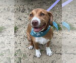Small #1 Mutt