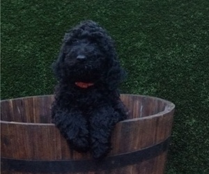 Poodle (Standard) Puppy for sale in AND, SC, USA