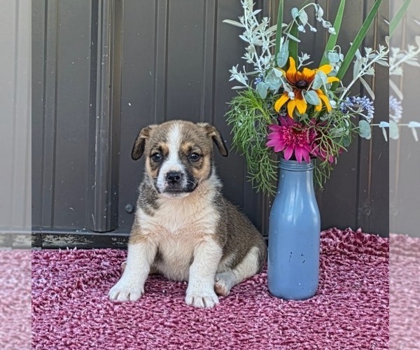 Medium Photo #9 Augi Puppy For Sale in MEADOWS OF DAN, VA, USA