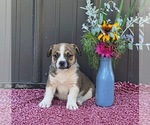 Small Photo #9 Augi Puppy For Sale in MEADOWS OF DAN, VA, USA