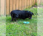 Small #6 Dachshund