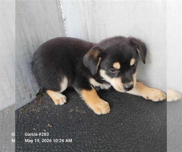 Medium Photo #1 American Staffordshire Terrier Puppy For Sale in San Antonio, TX, USA