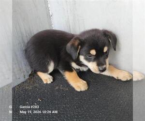 American Staffordshire Terrier Dogs for adoption in San Antonio, TX, USA
