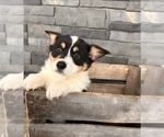 Small Photo #3 Pembroke Welsh Corgi Puppy For Sale in MIDDLEBURY, IN, USA