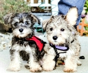 Schnauzer (Miniature)-Wapoo Mix Puppy for Sale in N RICHMOND, California USA