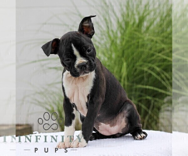 Medium Photo #1 Boston Terrier Puppy For Sale in MANHEIM, PA, USA