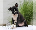 Small Boston Terrier