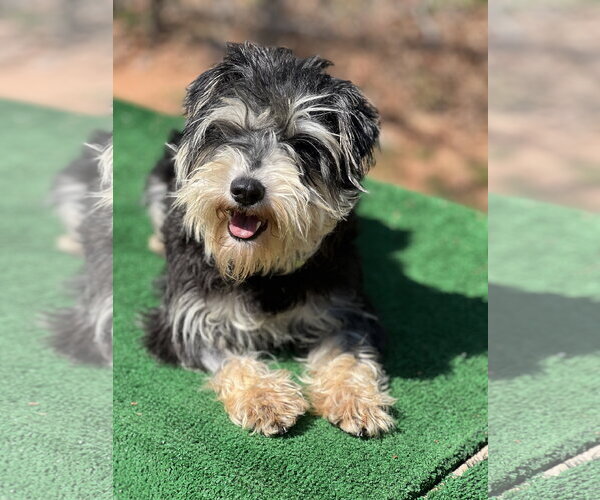 Medium Photo #5 Mutt Puppy For Sale in Lakemont, GA, USA