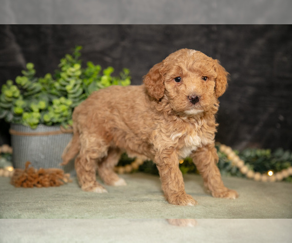 Medium Photo #19 Poodle (Miniature) Puppy For Sale in WOLCOTTVILLE, IN, USA