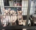 Image preview for Ad Listing. Nickname: Litter of 6