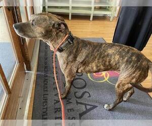 Boxer-Plott Hound Mix Dogs for adoption in Houston, TX, USA