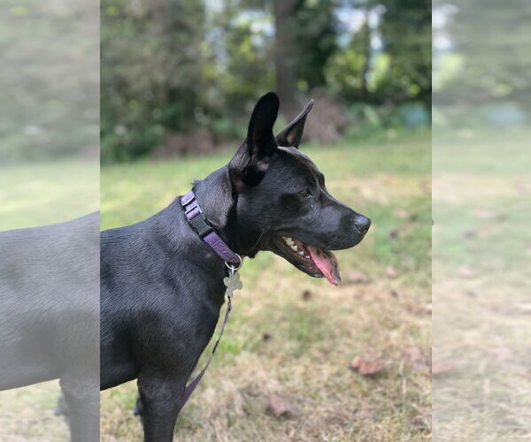 Medium Photo #17 Labrador Retriever-Unknown Mix Puppy For Sale in Holly Springs, NC, USA