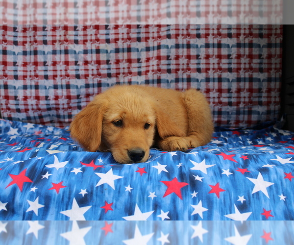 Medium Photo #6 Golden Retriever Puppy For Sale in BEDFORD, IN, USA