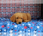 Small Photo #6 Golden Retriever Puppy For Sale in BEDFORD, IN, USA