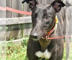 Greyhound Dogs for adoption in Grandville, MI, USA