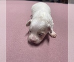 Small Photo #16 Maltipoo Puppy For Sale in JASPER, GA, USA