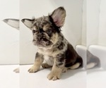 Small #24 French Bulldog