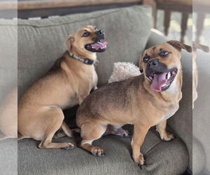 Pug-Unknown Mix Dogs for adoption in Martinsburg, WV, USA