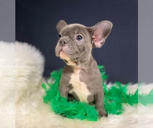 French Bulldog Puppy for sale in MANHATTAN, NY, USA