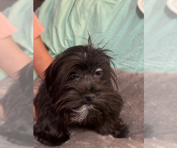 Medium Photo #7 Lhasa Apso Puppy For Sale in BROOKLET, GA, USA