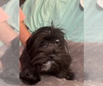 Small Photo #7 Lhasa Apso Puppy For Sale in BROOKLET, GA, USA