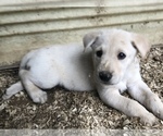 Small Photo #9 Shepradors Puppy For Sale in BURLINGTON, OR, USA