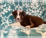 Small #10 Australian Shepherd