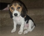 Small Photo #2 Beagle Puppy For Sale in CYPRESS, TX, USA