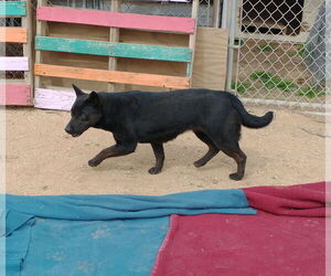 Love - Female Labrador Retriever Dog for Adoption - Photo #10