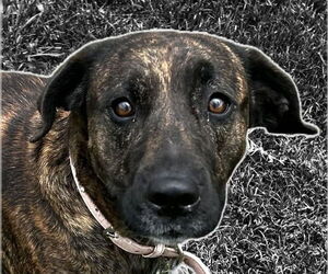 Mutt Dogs for adoption in Canton, CT, USA