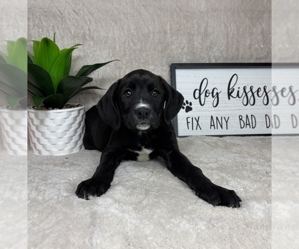 Medium Photo #2 Boxador Puppy For Sale in FRANKLIN, IN, USA